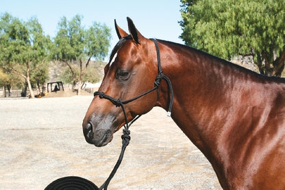 pc-clinician_halter.jpg